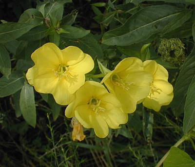 OENOTHERA BIENNIS